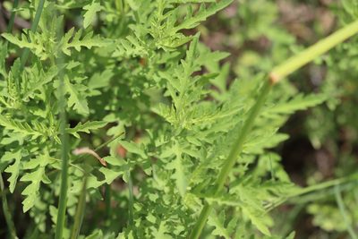 Ambrosia psilostachya, photographed by Rich Sommer