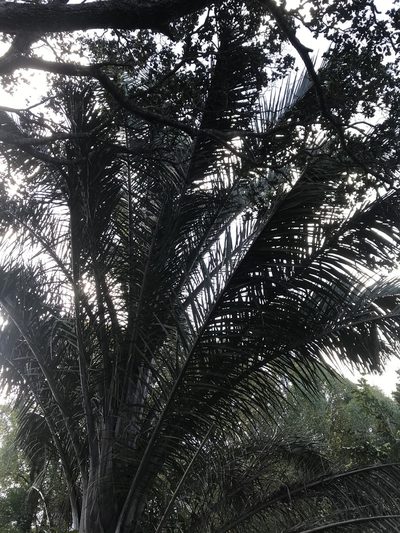 Raphia australis, photographed by Presha Soogrim