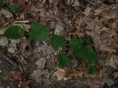 Eurybia macrophylla, photographed by Lynn Harper