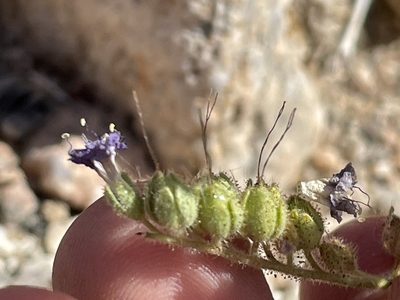 Phacelia crenulata