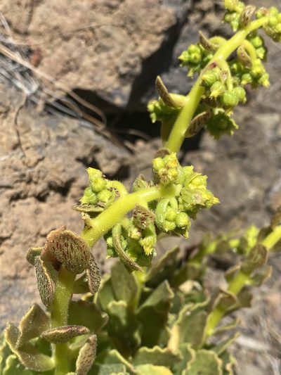 Aeonium smithii, photographed by Asher P Higgins