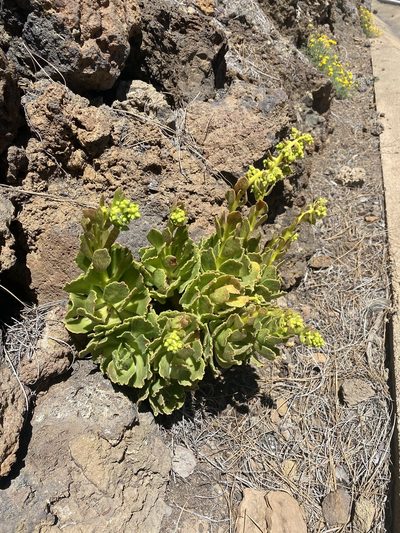 Aeonium smithii, photographed by Asher P Higgins