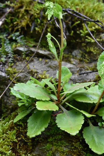 Chiastophyllum oppositifolium, photographed by Марина Садыкова