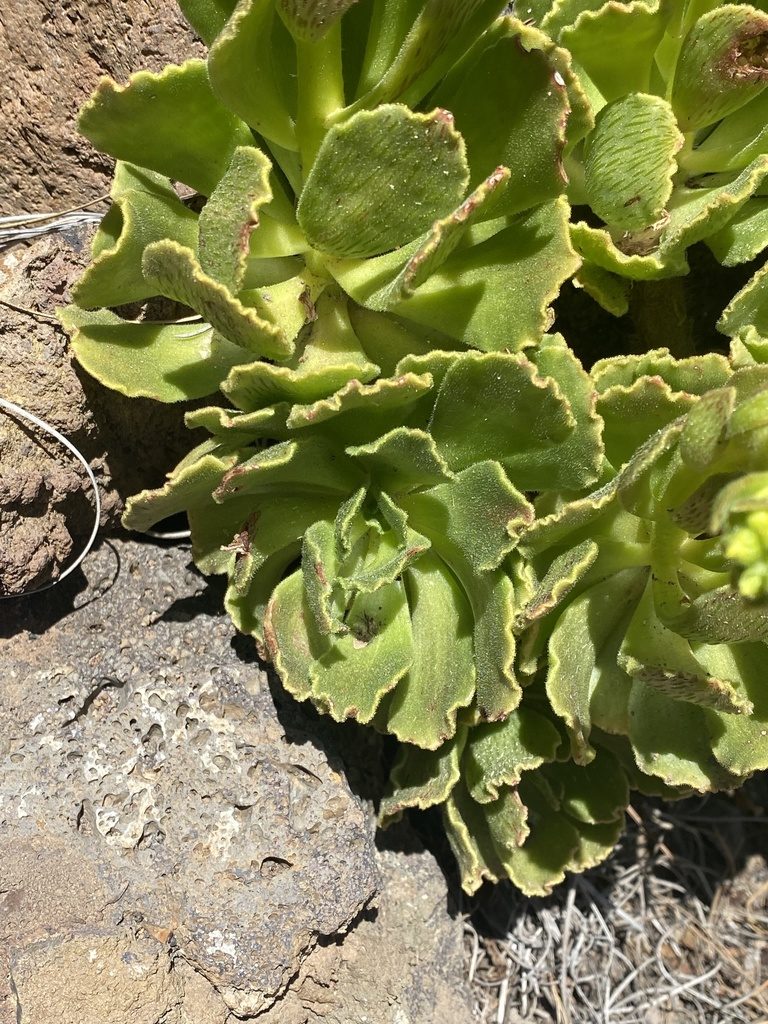 Aeonium smithii, photographed by Asher P Higgins