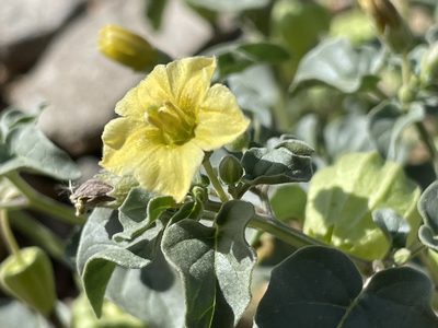 Physalis crassifolia, photographed by Bobby McCabe