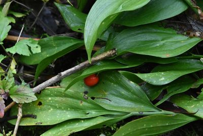 Ruscus colchicus, photographed by Марина Садыкова