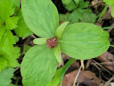 Trillium sessile, photographed by Rebecca Gimenez Husted