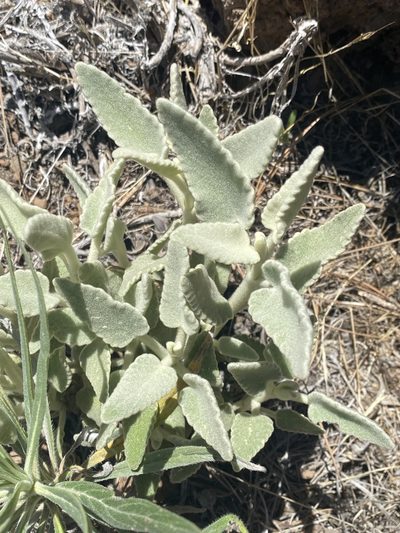 Sideritis oroteneriffae, photographed by Asher P Higgins