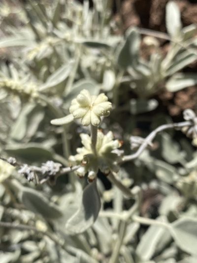 Sideritis oroteneriffae, photographed by Asher P Higgins