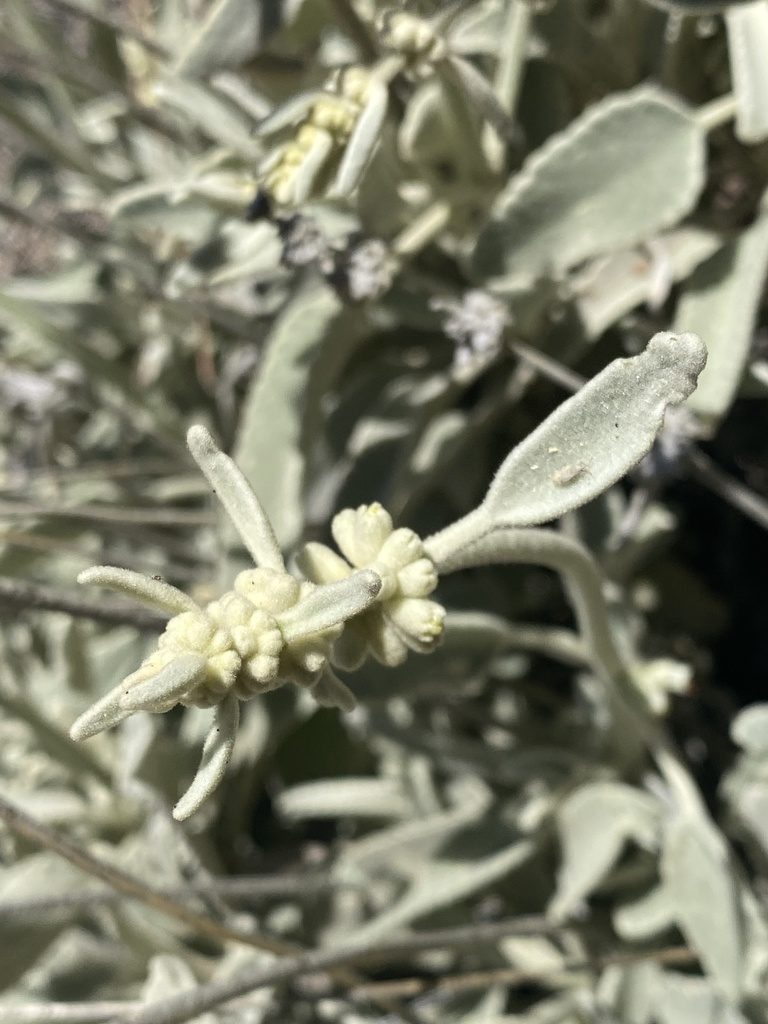 Sideritis oroteneriffae, photographed by Asher P Higgins