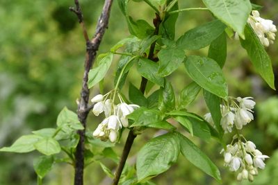 Staphylea colchica, photographed by Марина Садыкова