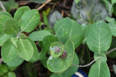 Lonicera caprifolium, photographed by Марина Садыкова