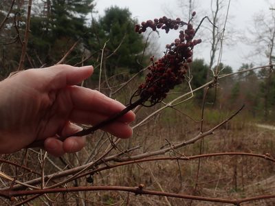 Rhus glabra, photographed by Lynn Harper