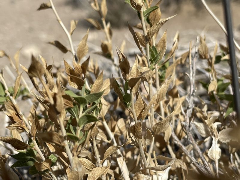 Brickellia atractyloides, photographed by Bobby McCabe