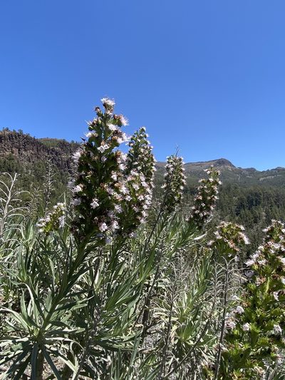 Echium virescens, photographed by Asher P Higgins