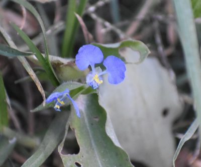 Commelina benghalensis, photographed by Justin Ponder
