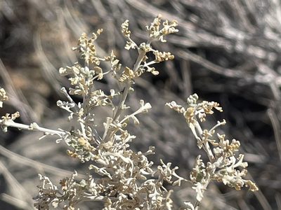 Ambrosia dumosa