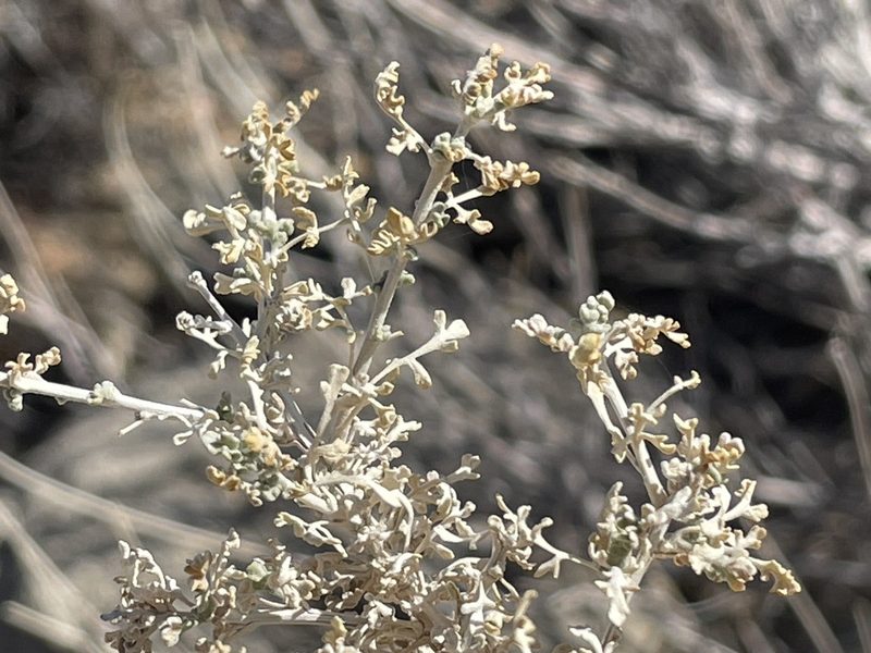 Ambrosia dumosa, photographed by Bobby McCabe