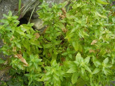 Mercurialis annua, photographed by Jon Mortin
