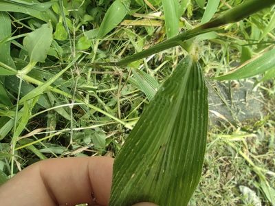 Setaria barbata, photographed by Augustin Soulard
