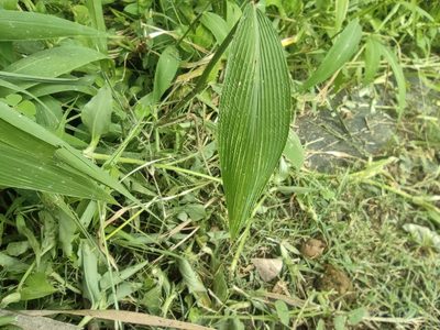Setaria barbata, photographed by Augustin Soulard