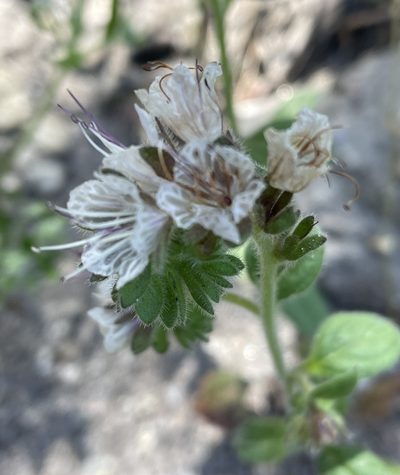 Phacelia grisea, photographed by Irene