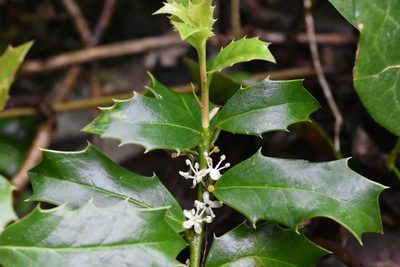Ilex colchica, photographed by Марина Садыкова
