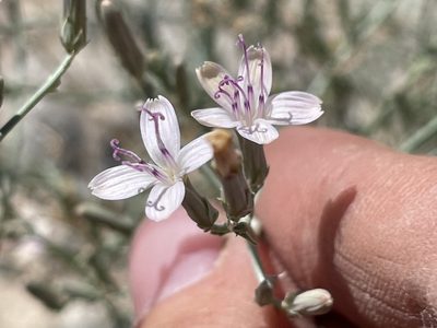 Stephanomeria pauciflora, photographed by Bobby McCabe