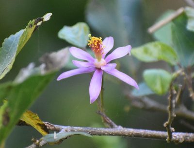 Grewia occidentalis, photographed by Justin Ponder