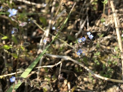 Myosotis ramosissima, photographed by Pavel Kacl