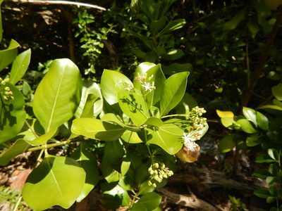 Erithalis fruticosa, photographed by stinger
