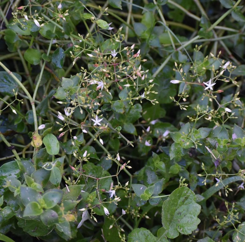 Crassula sarmentosa, photographed by Justin Ponder