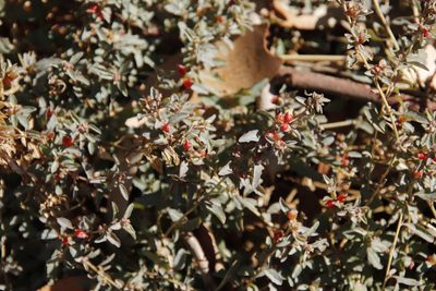 Atriplex semibaccata, photographed by Tony Rebelo