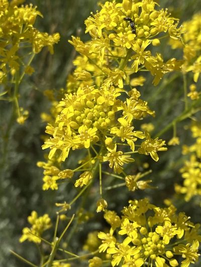 Descurainia bourgaeana, photographed by Asher P Higgins