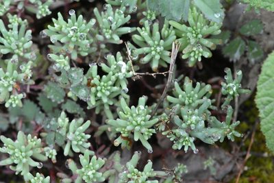 Sedum pallidum, photographed by Марина Садыкова