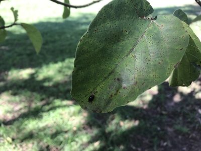 Ficus sycomorus, photographed by Presha Soogrim