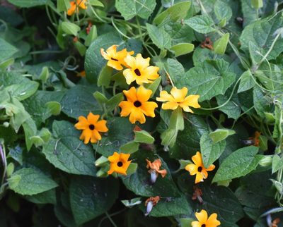 Thunbergia alata, photographed by Justin Ponder
