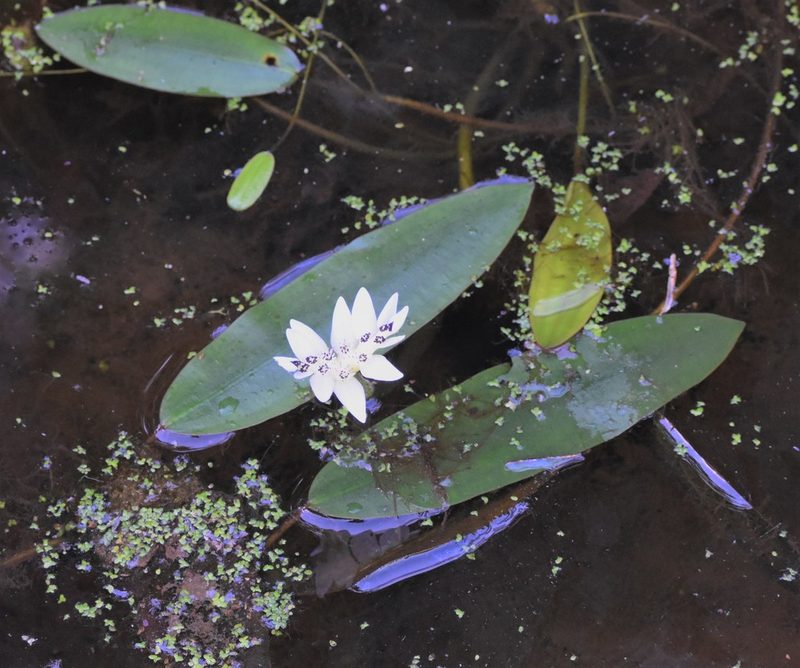 Aponogeton distachyos, photographed by Justin Ponder