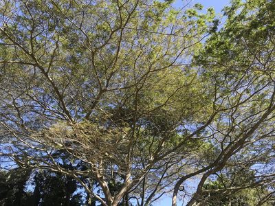 Albizia adianthifolia, photographed by Presha Soogrim