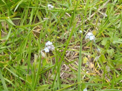 Myosotis ramosissima, photographed by Hana Váchová