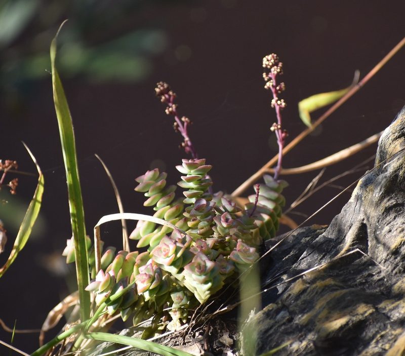 Crassula perforata, photographed by Justin Ponder