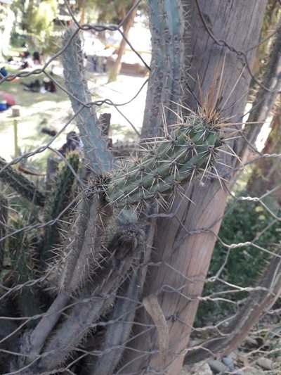 Corryocactus melanotrichus, photographed by ARIANA VILLAFAN ROJAS