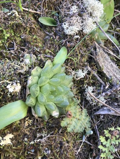 Haworthia transiens, photographed by Ren Hoekstra