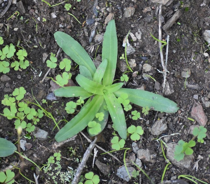 Disa sagittalis, photographed by Justin Ponder