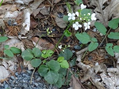 Cardamine trifolia, photographed by Christian Berg