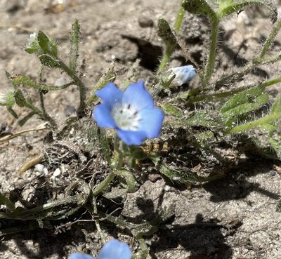 Nemophila menziesii, photographed by Irene