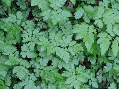Chaerophyllum hirsutum, photographed by Christian Berg