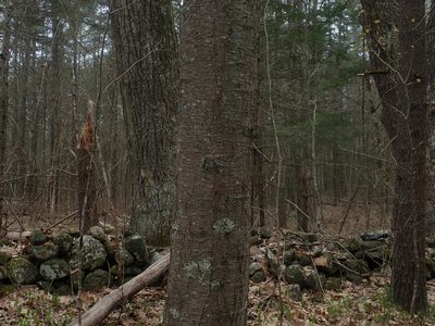 Betula lenta, photographed by Lynn Harper