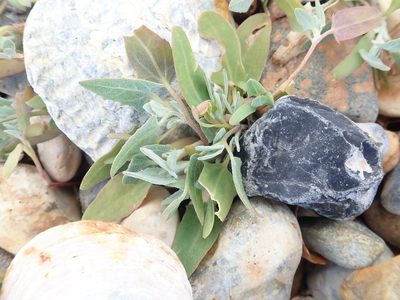 Halimione portulacoides, photographed by Victoria J. Burton