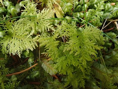 Thuidium tamariscinum, photographed by Christian Berg